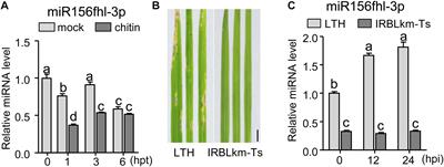 Expressing a Target Mimic of miR156fhl-3p Enhances Rice Blast Disease Resistance Without Yield Penalty by Improving SPL14 Expression